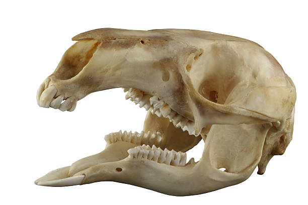 kangourou ouvert bouche exotique crâne isolé sur fond blanc - herbivore photos et images de collection