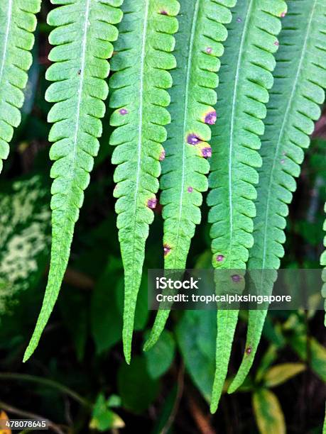 바넬코 열대 나뭇잎색 0명에 대한 스톡 사진 및 기타 이미지 - 0명, 관목, 녹색