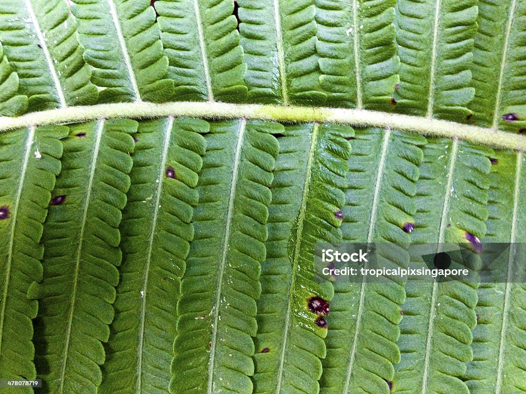 Cingapura, vegetação tropical. - Foto de stock de Arbusto royalty-free