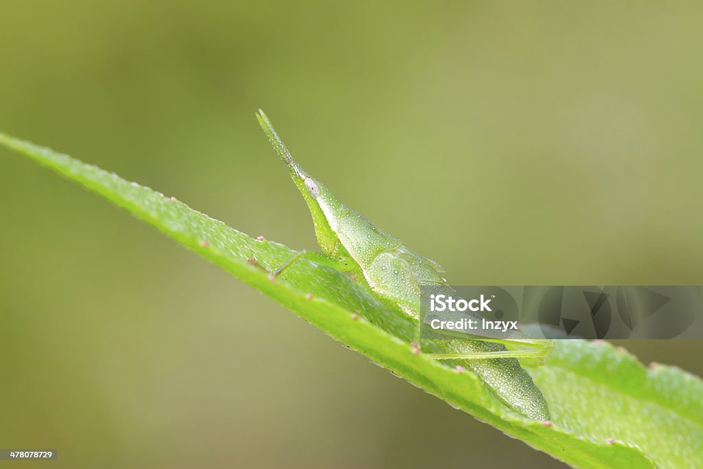 china atractomorpha locust - Foto de stock de Saltamontes libre de derechos