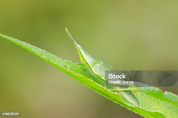 China Atractomorpha Locust Foto de stock y más banco de imágenes de Saltamontes - Saltamontes, Animal, Animales salvajes