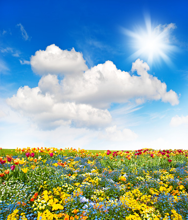 Flower meadow and green grass field over cloudy blue sky. Spring landscape. Sunny day