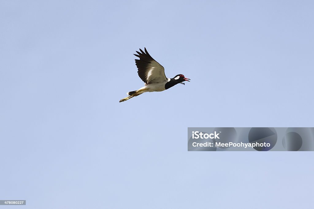 Black Möwe fliegen in den Himmel bei hoher Geschwindigkeit. - Lizenzfrei Ansicht aus erhöhter Perspektive Stock-Foto
