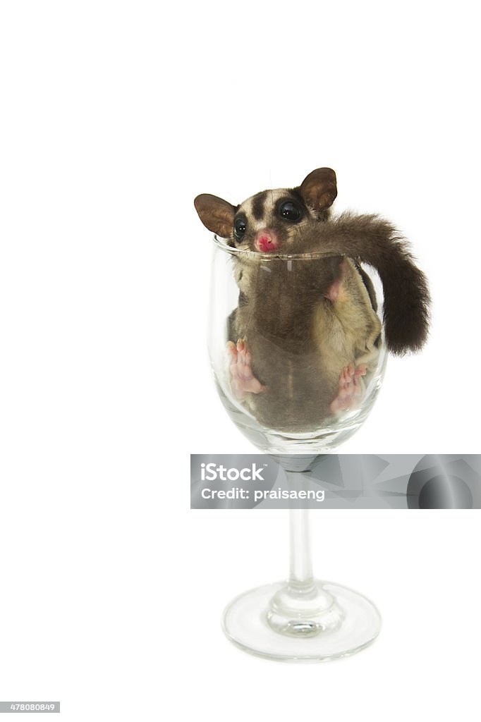 Junge sugar glider in Weinglas - Lizenzfrei Australien Stock-Foto