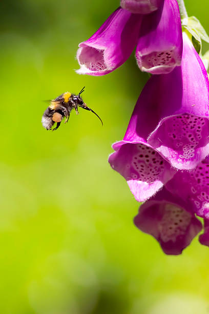 istock Bumblebee in Flight Towards Purple Foxglove Flower 478080973