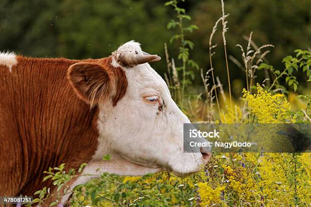 Vaca - Fotografias de stock e mais imagens de Agricultura - Agricultura, Animal, Animal Doméstico