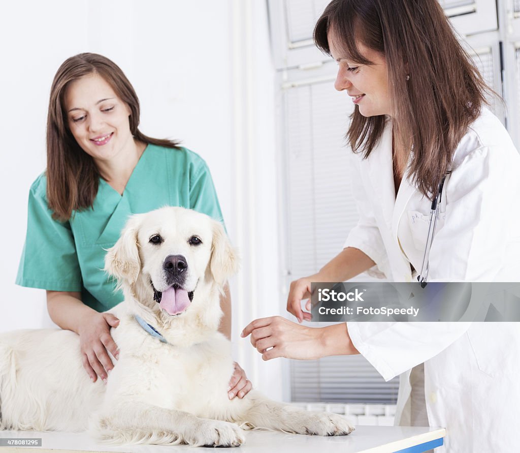 Veterinarios examinando perro cobrador - Foto de stock de Adulto libre de derechos