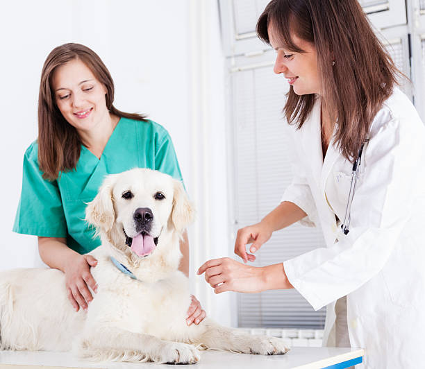 istock Vets examining retriever dog 478081295