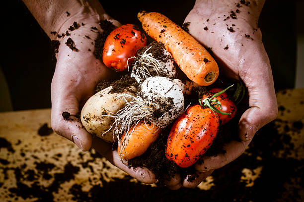 hands with biological vegetables