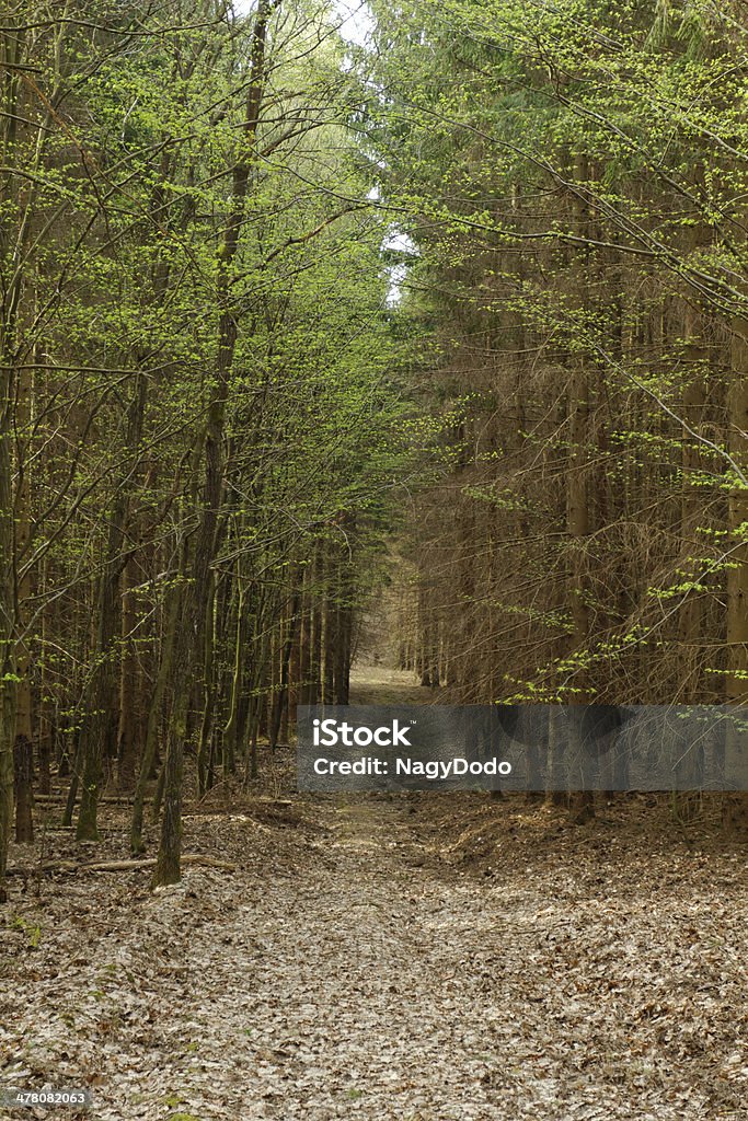 Schotterstrecke im Wald - Lizenzfrei Agrarbetrieb Stock-Foto