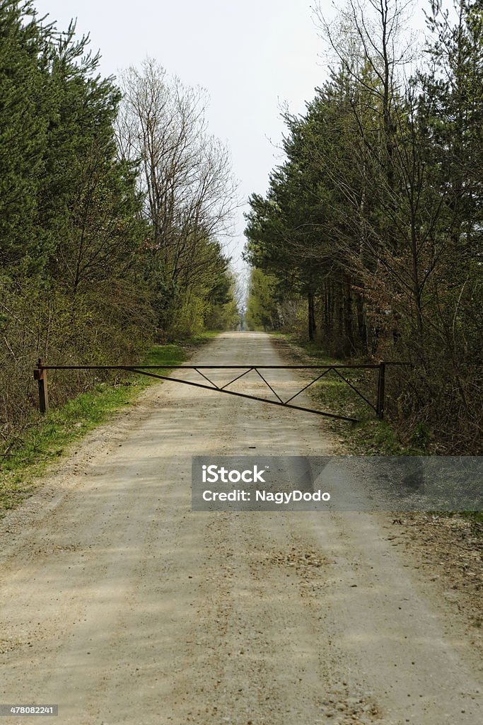 Грунтовая дорога в лесу - Стоковые фото Без людей роялти-фри