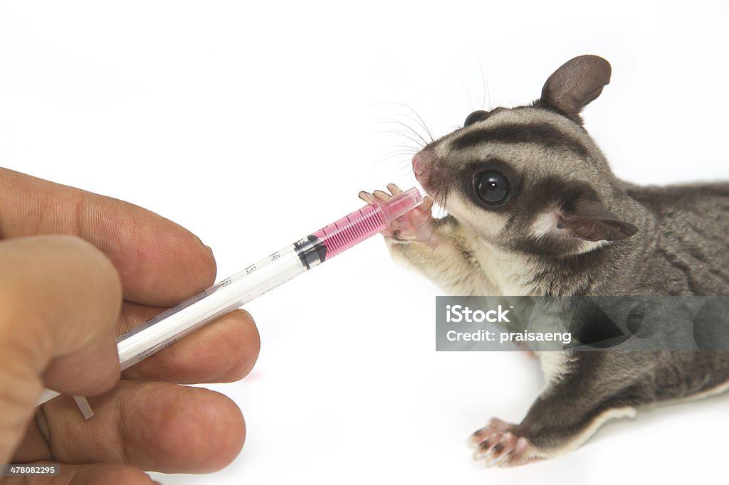 Veterinario dare la medicina è per giovani sugarglider - Foto stock royalty-free di Adulto