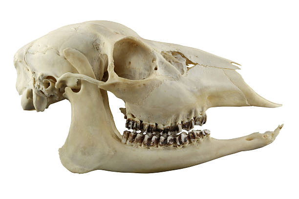 istock Hornless roe deer skull isolated on a white background 478082812