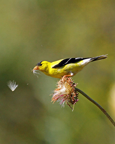 istock American Goldfinch, male with thistle seed 478082873