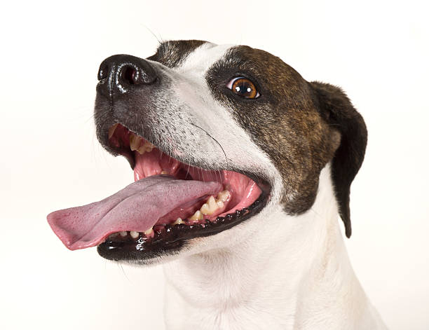 istock Happy Panting Beagle Dog Pet Portrait Against White Background 478083085