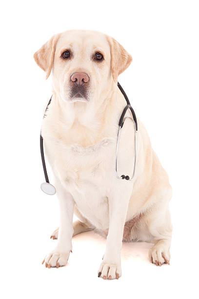 istock dog sitting with stethoscope isolated on white 478083597