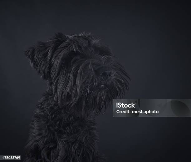 Photo libre de droit de Portrait De Chien Schnauzer banque d'images et plus d'images libres de droit de Animal mâle - Animal mâle, Animaux de compagnie, Animaux domestiques