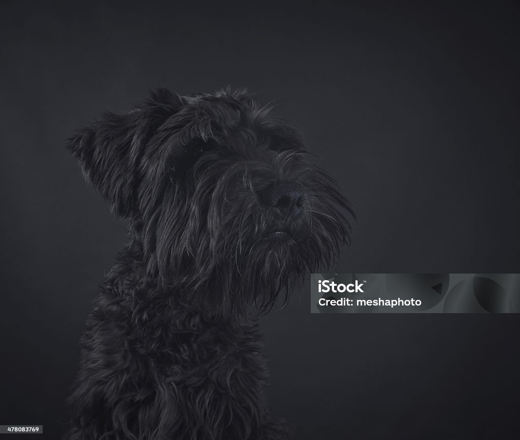 Retrato de cachorro Schnauzer - Foto de stock de Animais Machos royalty-free