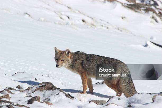 Foto de Wild Fox Procurando Comida Na Cordilheira Dos Andes Na Patagônia Argentina e mais fotos de stock de Patagônia - Argentina