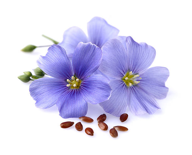 Flax flowers with seeds stock photo