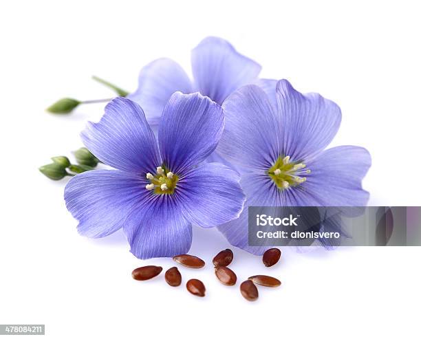 Flax Flowers With Seeds Stock Photo - Download Image Now - Flax Seed, Flower, Cut Out