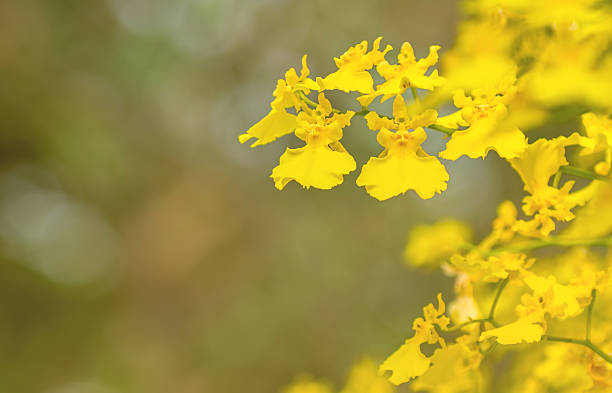 Oncidium orchid Group of yellow oncidium orchid flowers blossom oncidium orchids stock pictures, royalty-free photos & images