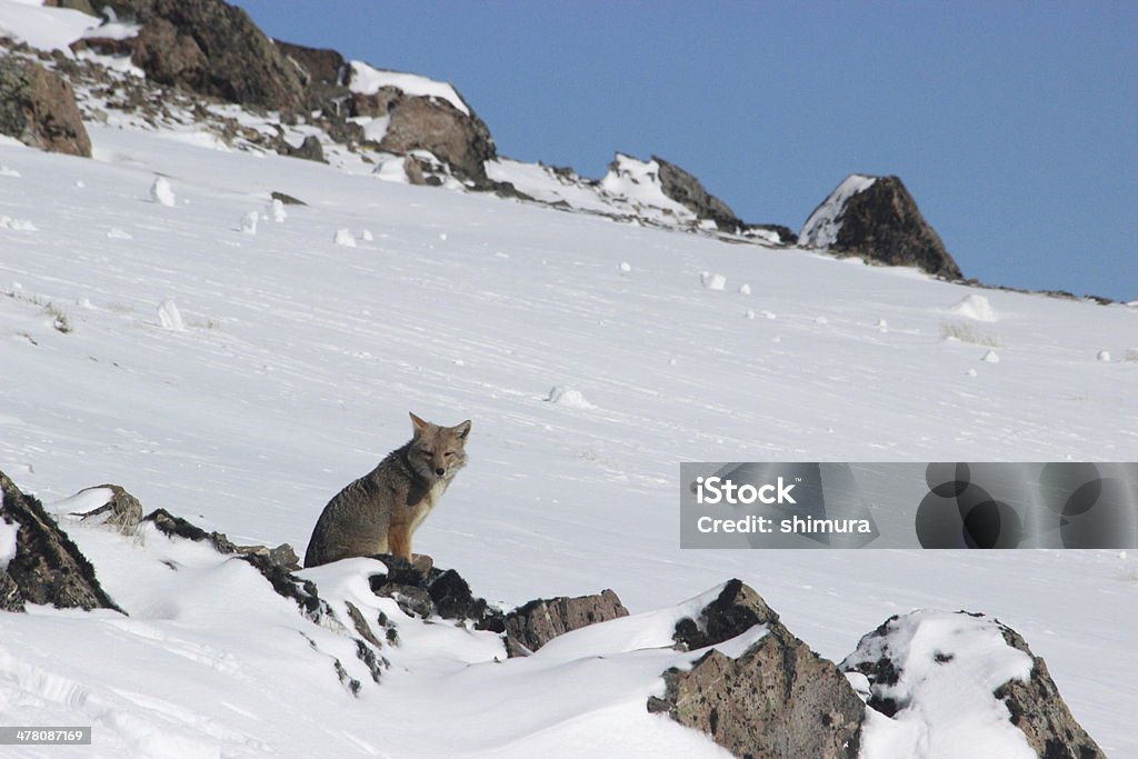 Wild Fox na neve dos Andes mountains_patagonia-Argentina - Foto de stock de Animal royalty-free