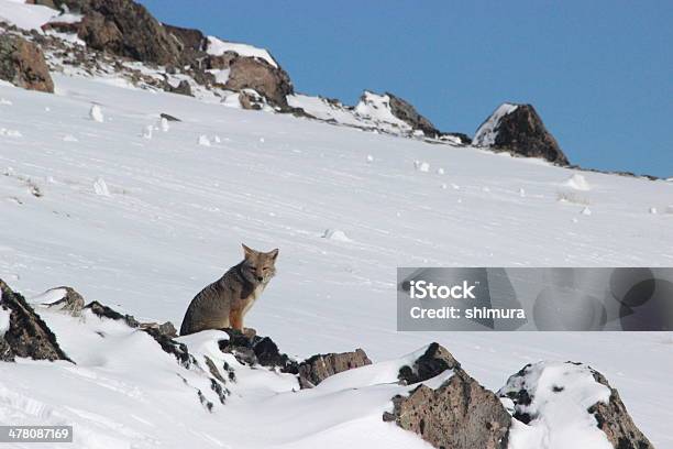 Foto de Wild Fox Na Neve Dos Andes Mountainspatagoniaargentina e mais fotos de stock de Animal