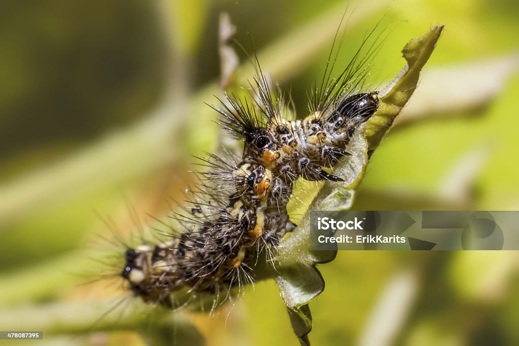 A caterpillar - Foto de stock de Afiado royalty-free