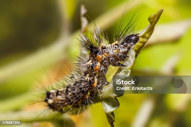 Foto de A Caterpillar e mais fotos de stock de Afiado - Afiado, Animal, Assustador