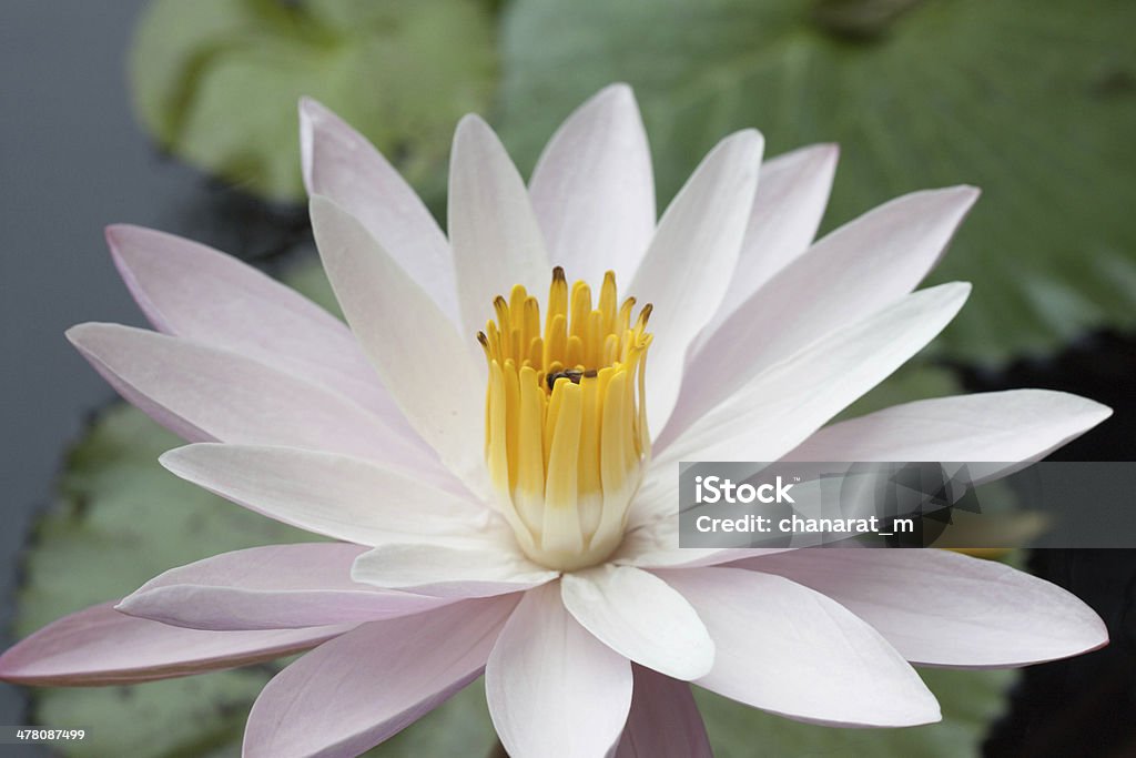 Schöne Wildwasser-Lilie - Lizenzfrei Baumblüte Stock-Foto