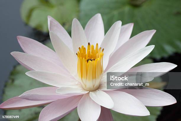 Schöne Wildwasserlilie Stockfoto und mehr Bilder von Baumblüte - Baumblüte, Blume, Blüte