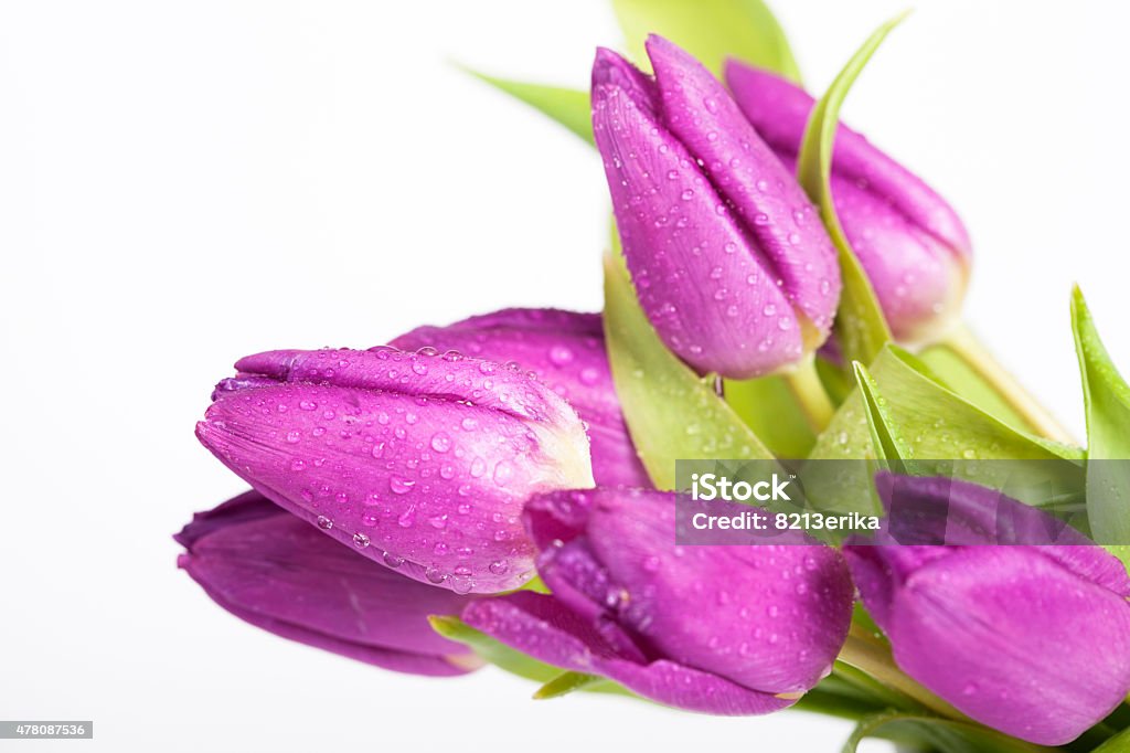 Purple tulips Close up on purple tulips on white background 2015 Stock Photo