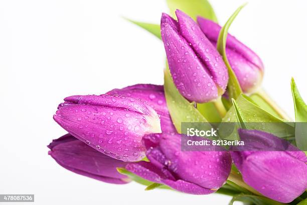 Purple Tulips Stock Photo - Download Image Now - 2015, Anniversary, April