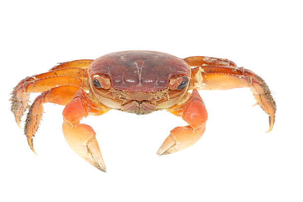 istock seafood animal red crab isolated 478087555
