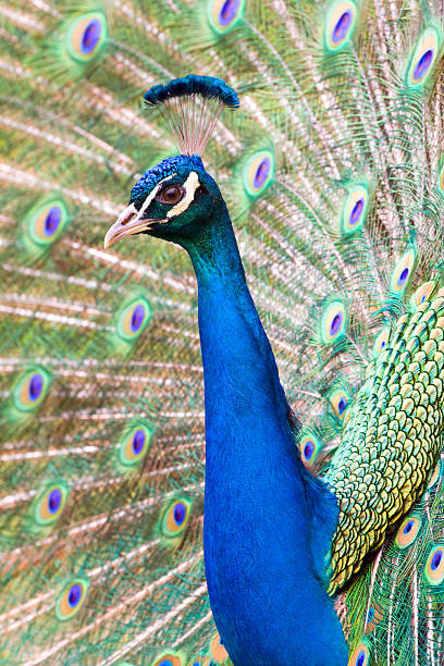 istock Portrait of beautiful peacock with feathers out 478087997