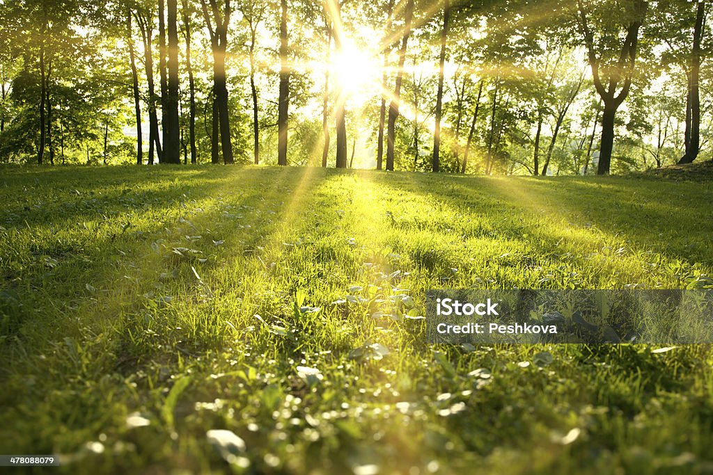 spring forest Sunlight in the green forest, spring time Autumn Stock Photo