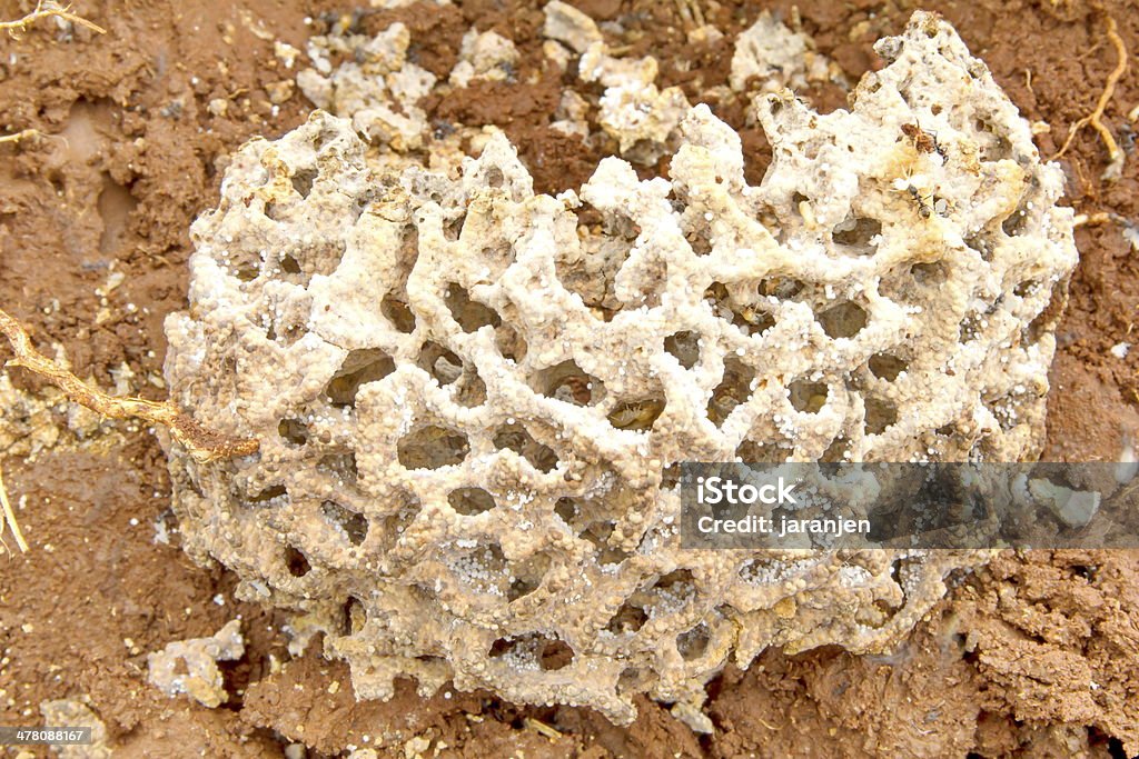 Termite nest U-Bahn. - Lizenzfrei Arbeiter Stock-Foto