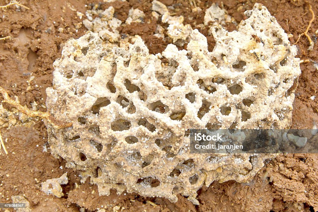 Nid de termites métro. - Photo de Animaux nuisibles libre de droits