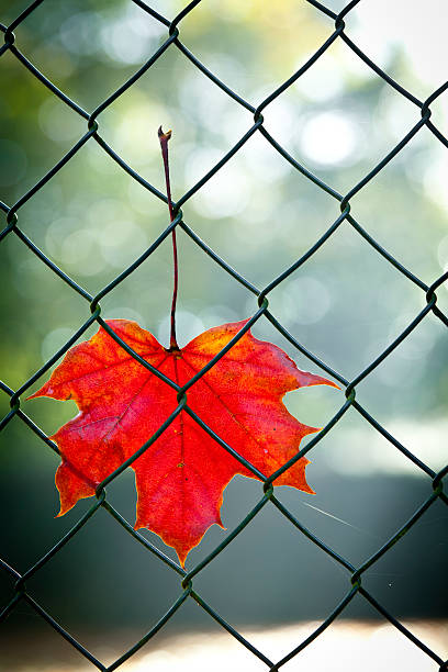 осенний лист в которой - chainlink fence fence leaf leaf vein стоковые фото и изображения