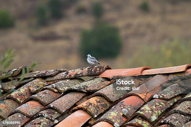 Pássaro No Telhadopajaro En Tejado - Fotografias de stock e mais imagens de Alga - Alga, Alvéola, Animal