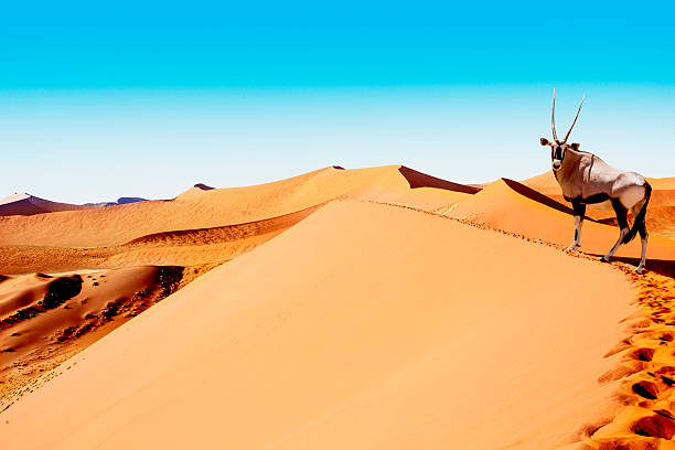 sossusvlei dunes oryx Oryx is wandering the  summit of the dune of Sossuvlei in Namibia waterless stock pictures, royalty-free photos & images