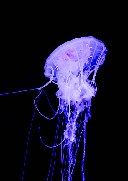 istock Purple jellyfish on black background 478091050