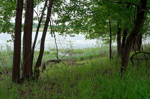istock Forest Thicket of Gun Club Lake 478091212