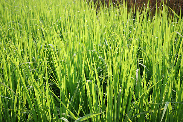 Rice Plant on a Summer Morning stock photo