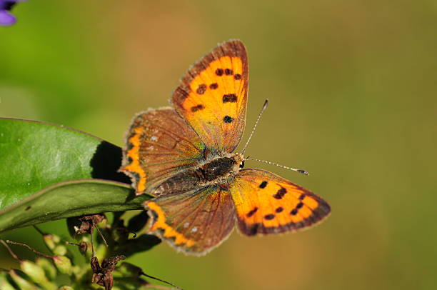 lycaena phlaes, u. k. - small copper butterfly imagens e fotografias de stock