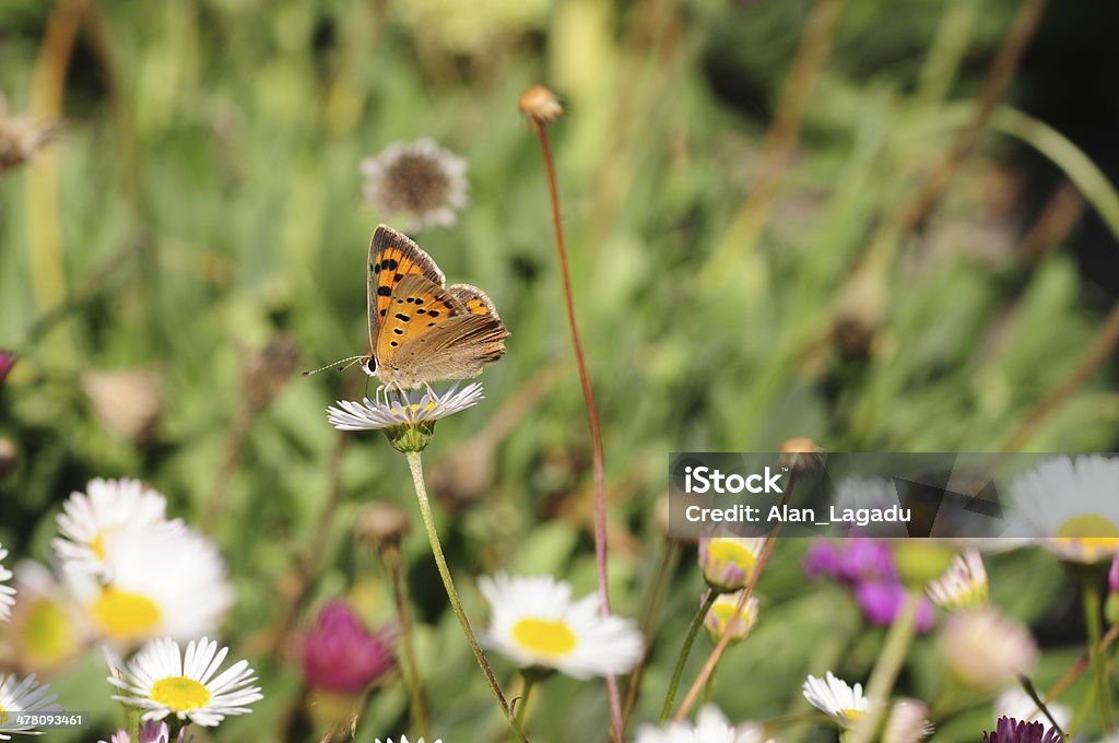 Lycaena Phlaes, U. K. - Foto de stock de Animal selvagem royalty-free
