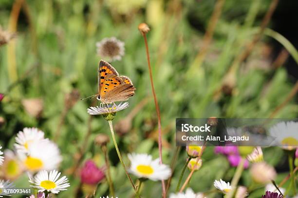 Foto de Lycaena Phlaes U K e mais fotos de stock de Animal selvagem - Animal selvagem, Borboleta, Exterior