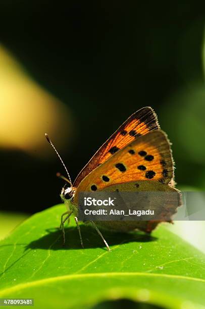 Foto de Lycaena Phlaes U K e mais fotos de stock de Animal selvagem - Animal selvagem, Borboleta, Fotografia - Imagem