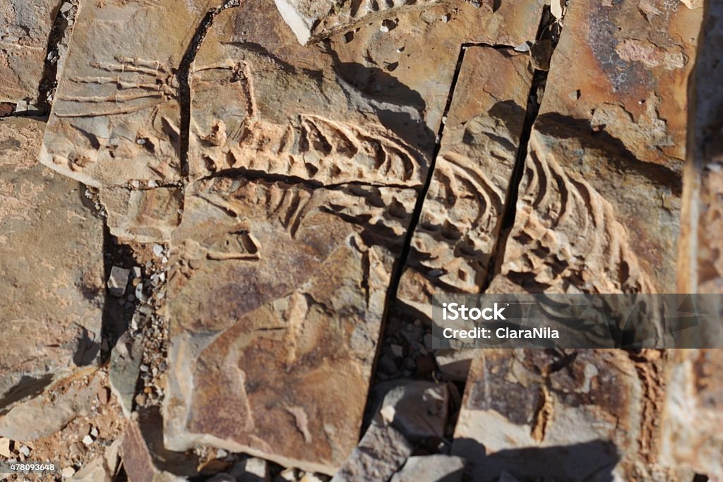 Petrification, Fossils skeleton, fossils, Archaeology 2015 Stock Photo